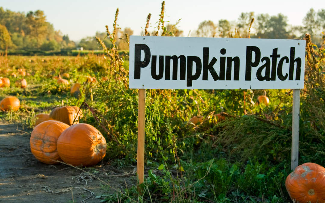 Pumpkin patch